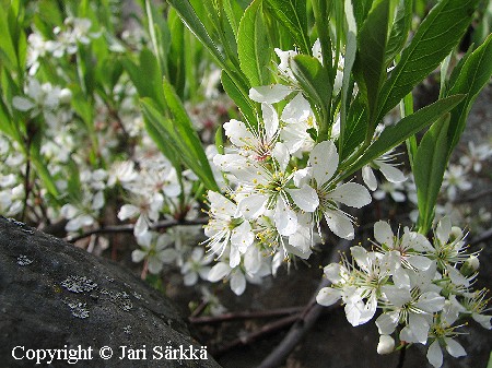 Prunus pumila var. depressa